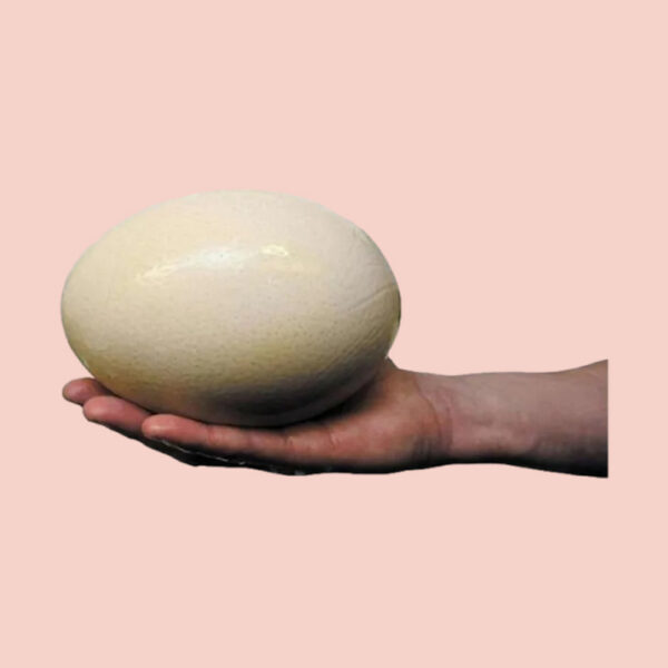 Huevos de avestruz - Image 3